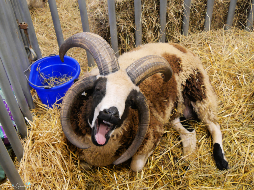 Jacob Sheep at Southeastern Animal Fiber Fair   @FanningSparks