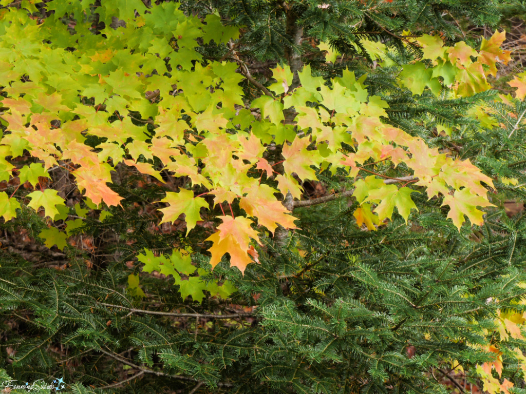 Shades of Yellow Maple Leaves in Wentworth NS   @FanningSparks