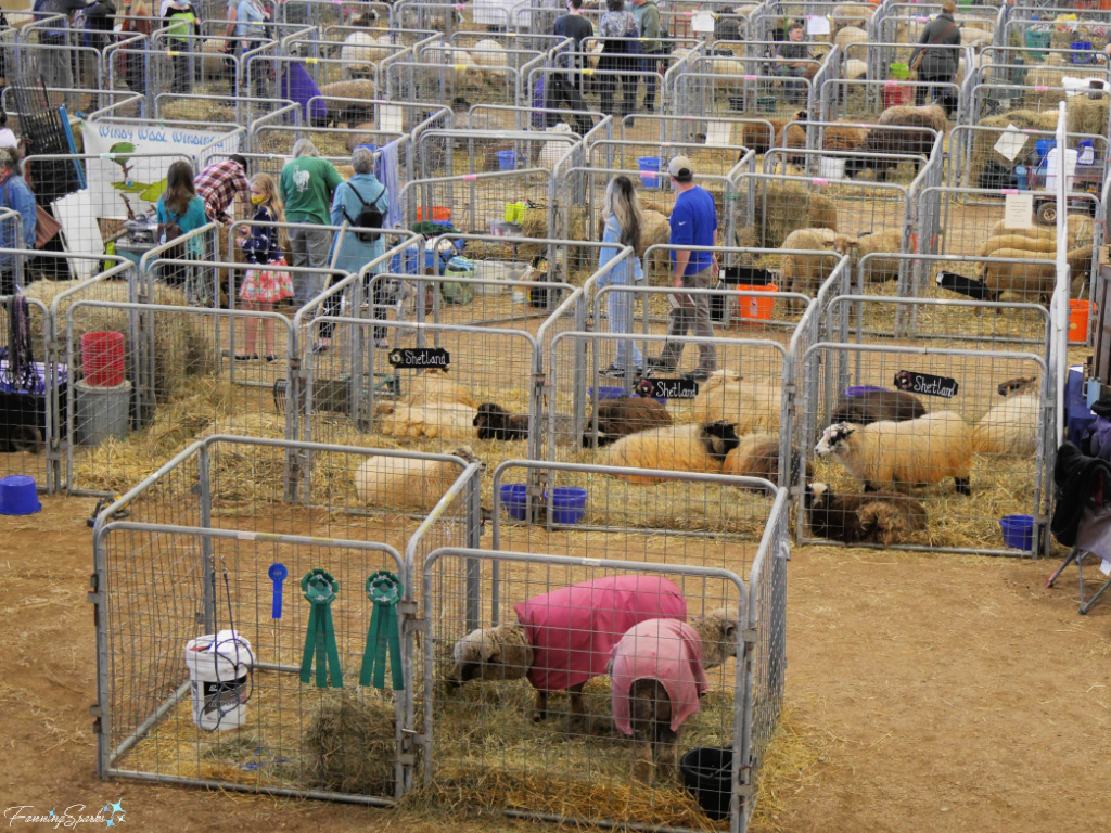 Sheep Barn at Southeastern Animal Fiber Fair   @FanningSparks