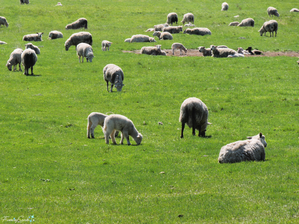 Sheep Grazing in Field in Rural Nova Scotia   @FanningSparks
