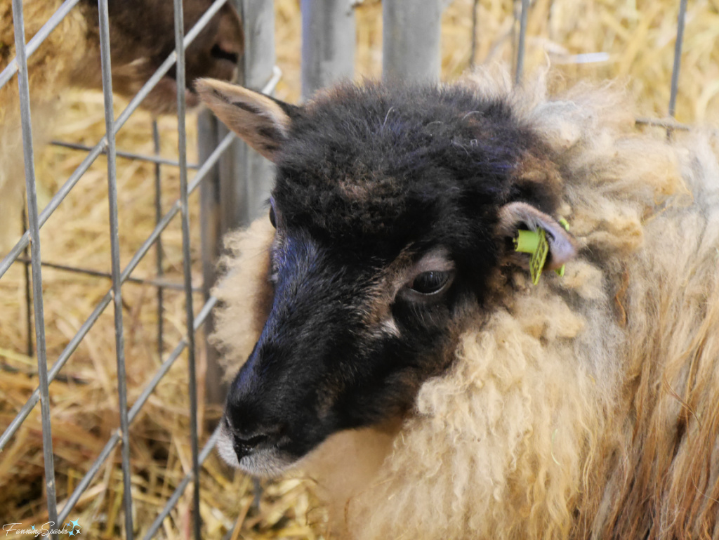 Shetland Sheep at Southeastern Animal Fiber Fair   @FanningSparks