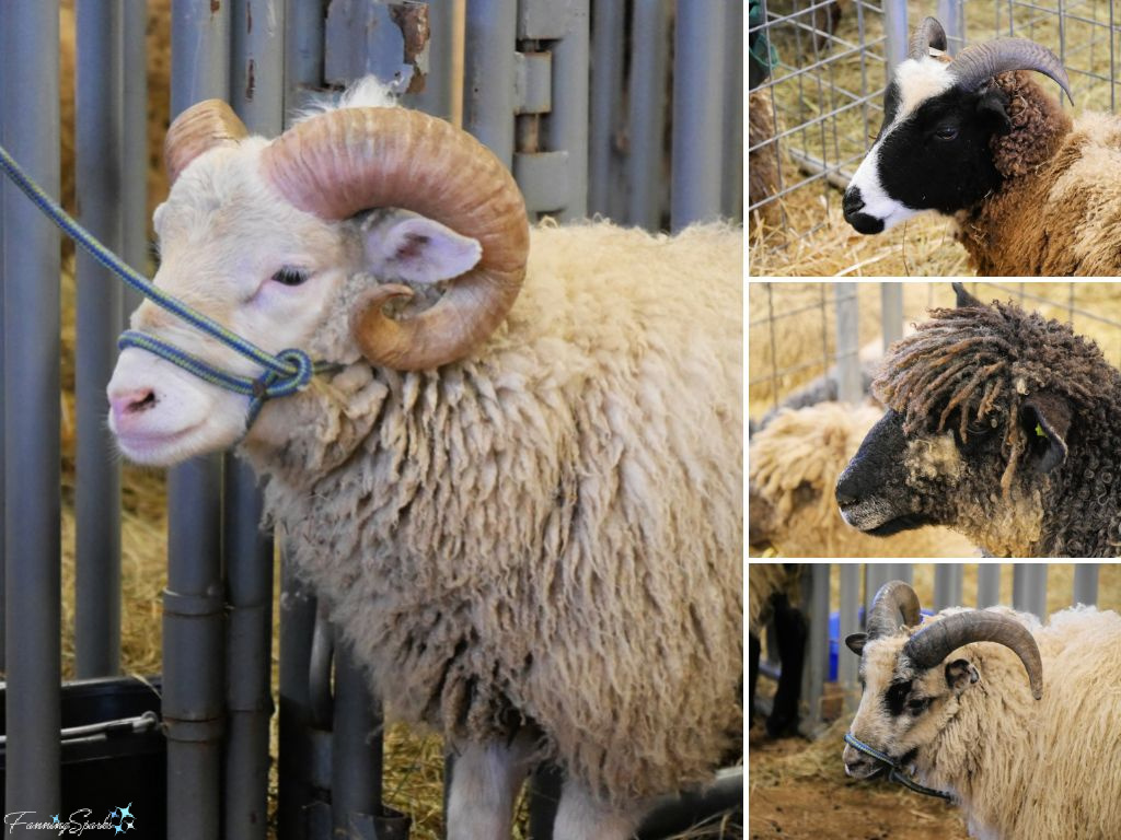Various Sheep Breeds at Southeastern Animal Fiber Fair   @FanningSparks