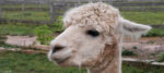 White Alpaca Looking Left at Green Gable Alpacas @FanningSparks