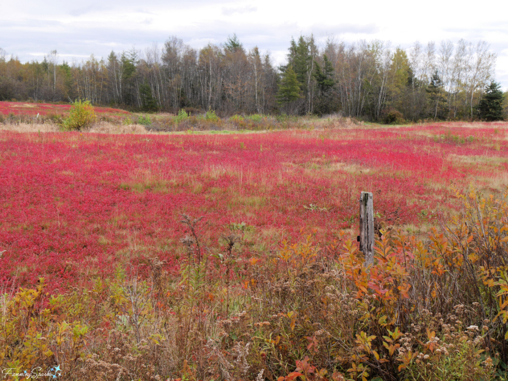 Wild Blueberry Barren in Autumn Colours in Debert NS   @FanningSparks