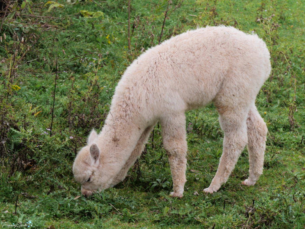 Young Alpaca Grazing in Field at Green Gable Alpacas   @FanningSparks