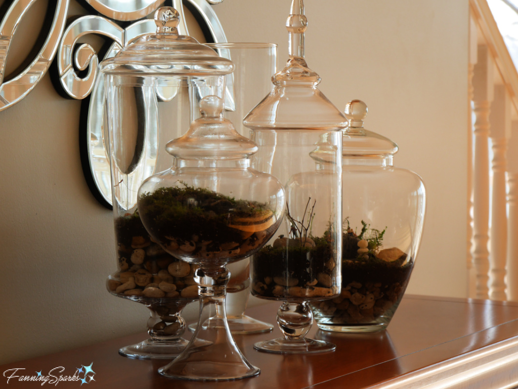 Grouping of Closed Terrariums from Left Side  @FanningSparks