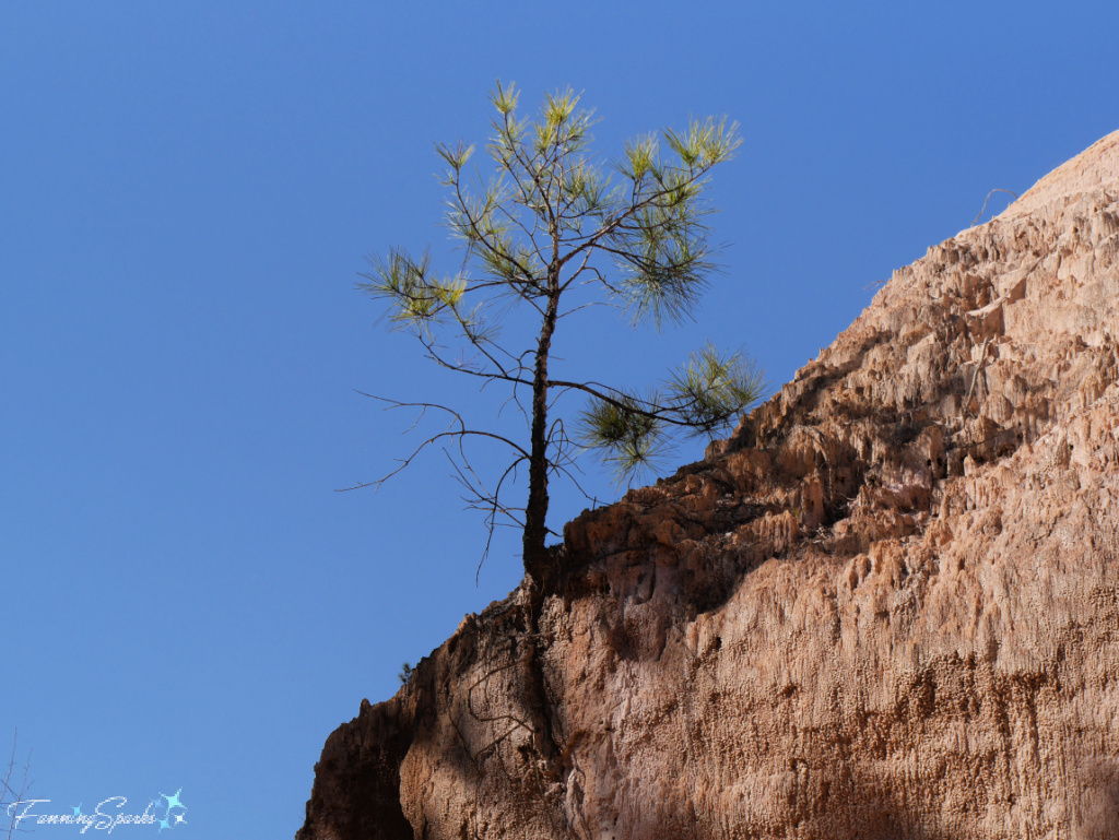 Providence Canyon - Single Tree Clings to Cliff  @FanningSparks